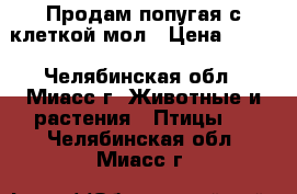 Продам попугая с клеткой мол › Цена ­ 500 - Челябинская обл., Миасс г. Животные и растения » Птицы   . Челябинская обл.,Миасс г.